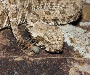 The Spider-tailed Horned Viper