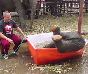 Baby Elephant Loves Bath Time