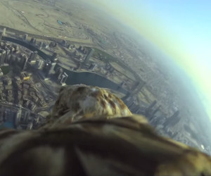 Eagle Over Dubai POV