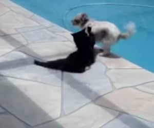 Cat, Dogs, Swimming Pool