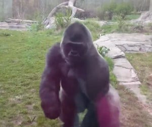 Don’t Mess with Gorillas