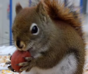 Squeaky Squirrel