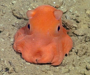 The Flapjack Octopus