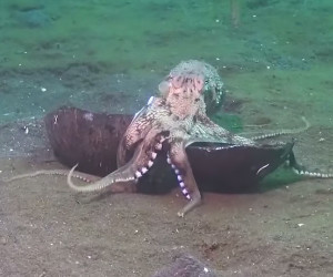 An Octopus Carrying a Coconut