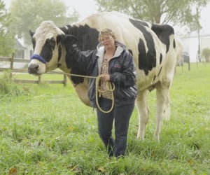 The Tallest Cow Ever