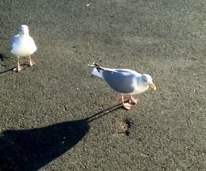 Dancing Seagull, Feeding Welshman