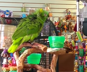This Parrot is Awesome
