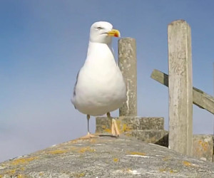 Seagull Steals GoPro