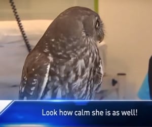 Calm Owl