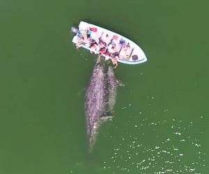 Gray Whales Greet Tourists