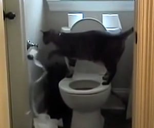 Cats vs. Toilet Paper