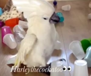 This Cockatoo is an Asshole