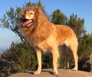Fritz the Liondog