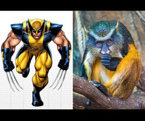 Wolverine Monkey