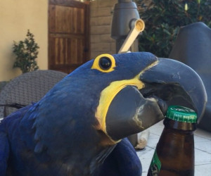 Parrot Bottle Opener