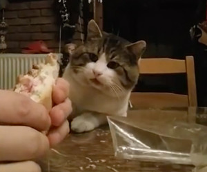 Cat Wants Sandwich