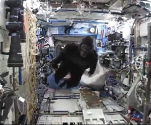 Gorilla in Space