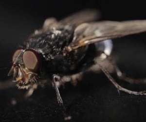 How Flies Escape Danger