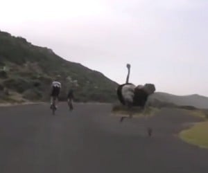 Ostrich vs. Bikers