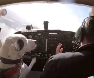 Dogs Learn to Fly
