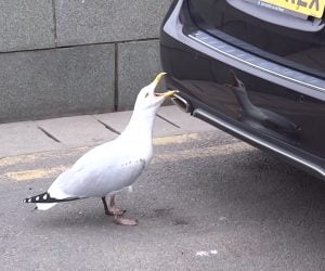 Seagull vs. Seagull
