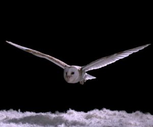 Owls’ Silent Flight