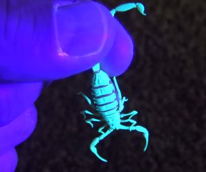 Glowing Scorpions