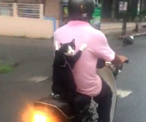Moped Kitty