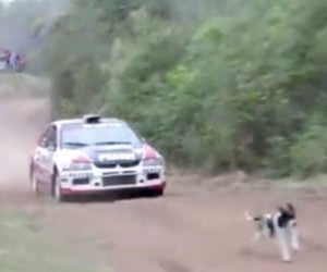 Rally Car vs Dog Close Call