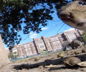 Squirrel Steals a GoPro