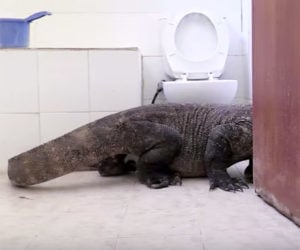 Komodo Dragon in the Bathroom