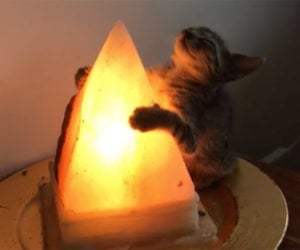 Cat Loves Lamp