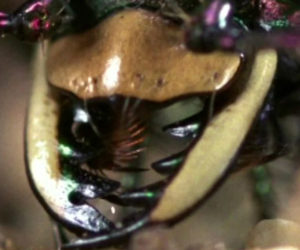 The Murderous Tiger Beetle
