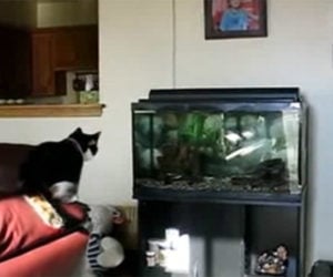 Cat, Fishing