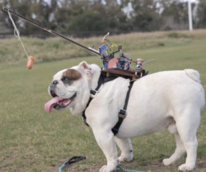 Remote-controlled Bulldog