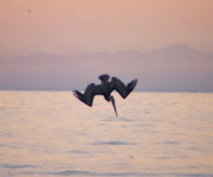 Pelicans: Evolution of a Dive Bomber