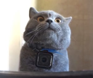 GoPro Kitty
