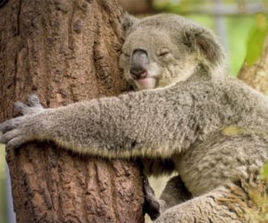 Facts About Koalas