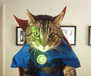 Doctor Strange Cat