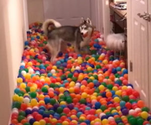 Dog Gets a Ball Pit