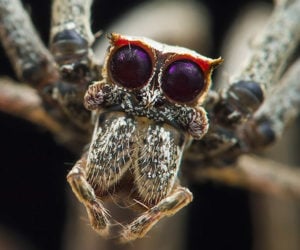 True Facts: The Ogre-Faced Spider