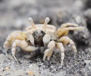 True Facts: The Sand Bubbler Crab