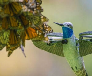 Robot Hummingbird Films Butterflies