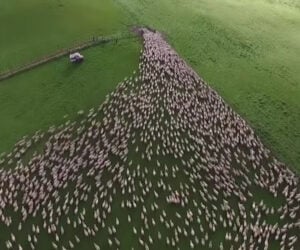 Herding Sheep Drone View
