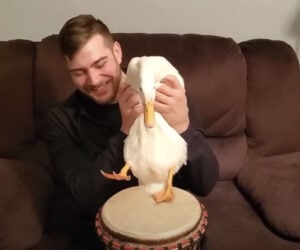 Duck Plays the Drums