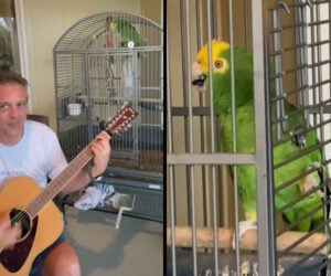 Stairway to Heaven: Parrot Edition