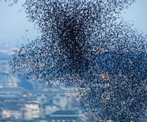 10 Million Starlings Swarming