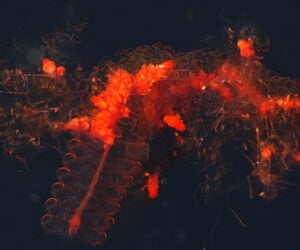 Up Close with Siphonophores