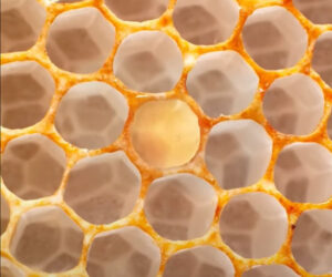 Honeycomb Macro Zoom