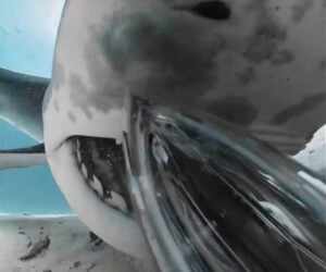 Shark Eats Action Camera